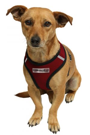 Diamond Wings Store צמידים Pet Control Harness for Dog & Cat Soft Mesh Walk Collar Safety Strap Vest