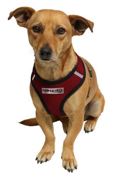 Pet Control Harness for Dog & Cat Soft Mesh Walk Collar Safety Strap Vest